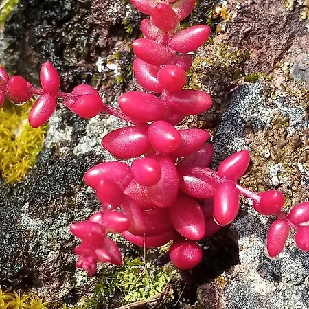 Arcamyrtus *