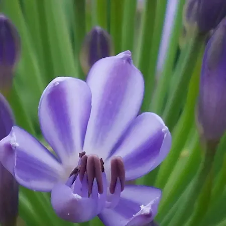 Εξοχικό σπίτι Arcamyrtus *