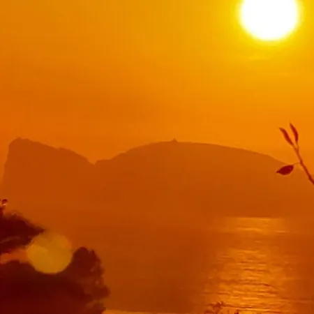 Arcamyrtus Αλγκέρο