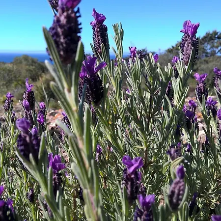 Εξοχικό σπίτι Arcamyrtus
