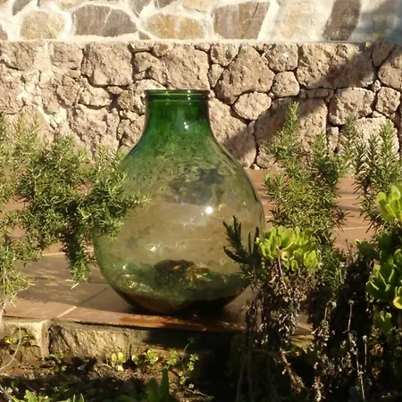 Arcamyrtus * 알게로