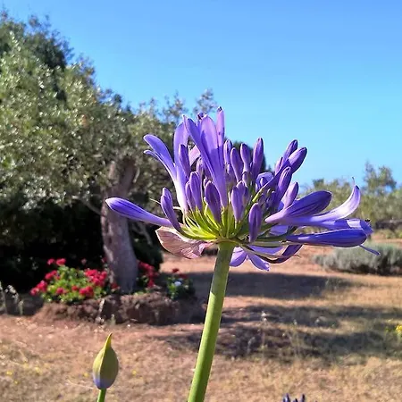 Arcamyrtus Alghero