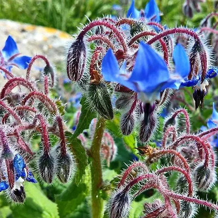 Εξοχικό σπίτι Arcamyrtus Αλγκέρο