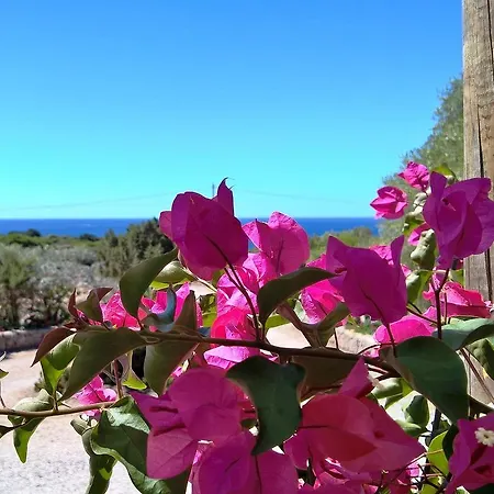 Εξοχικό σπίτι Arcamyrtus