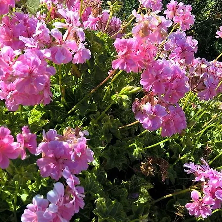 Εξοχικό σπίτι Arcamyrtus Αλγκέρο