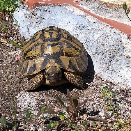 Arcamyrtus Αλγκέρο