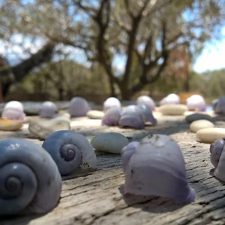 Εξοχικό σπίτι Arcamyrtus *