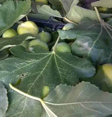 Εξοχικό σπίτι Arcamyrtus *