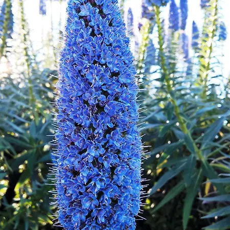 Arcamyrtus Αλγκέρο