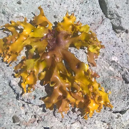 Arcamyrtus Εξοχικό σπίτι *