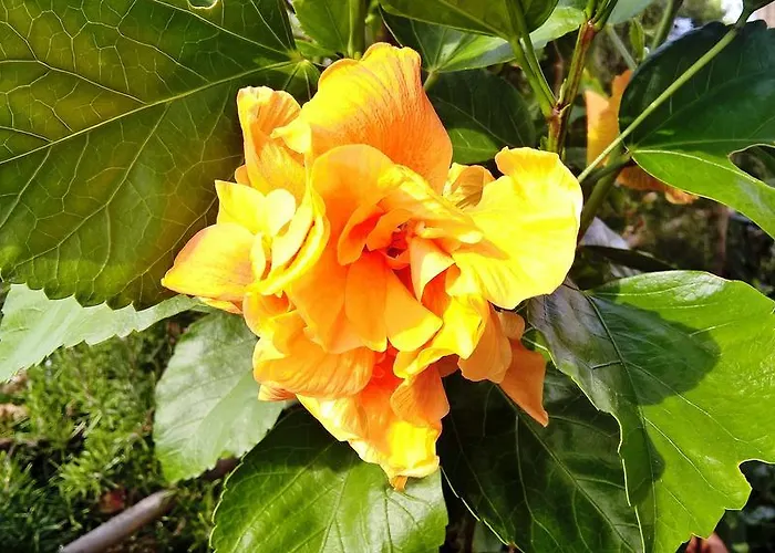 Arcamyrtus Landhaus *