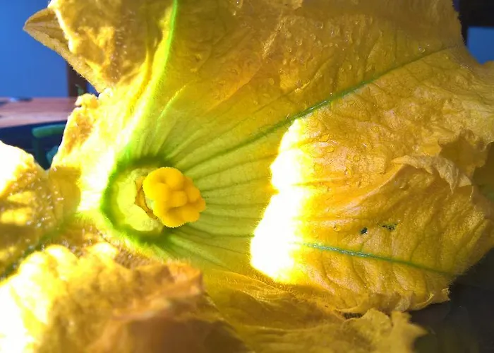 Landhaus Arcamyrtus *