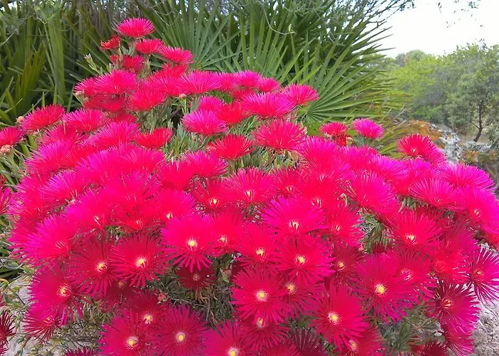 Arcamyrtus * Alghero