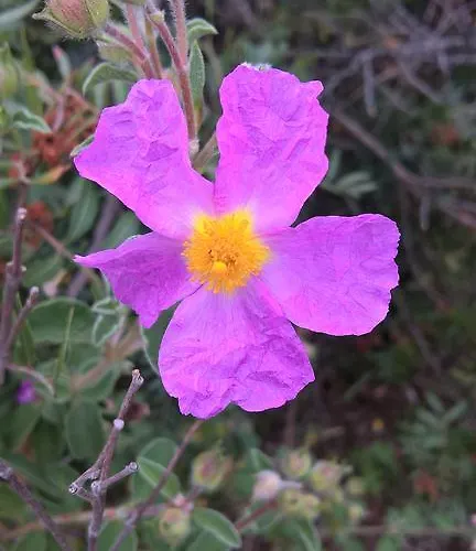 Landhaus Arcamyrtus Alghero