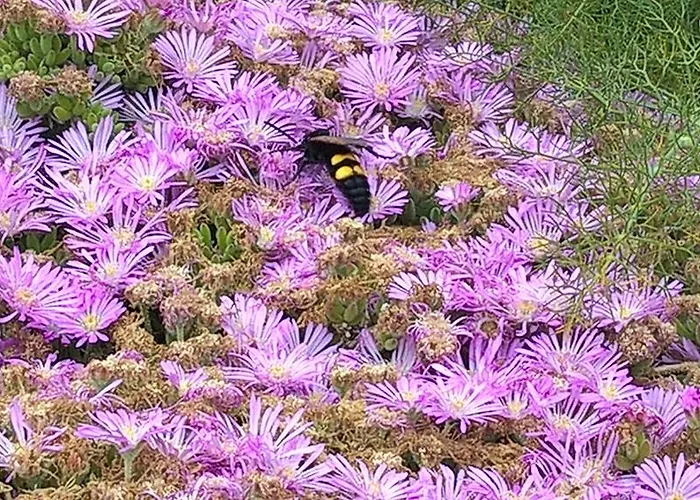 Landhaus Arcamyrtus *