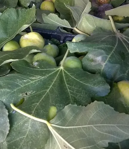 Landhaus Arcamyrtus *