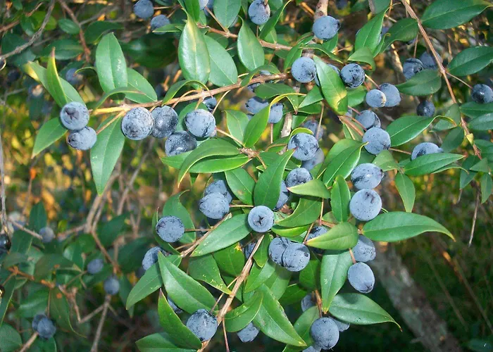 Arcamyrtus Landhaus *