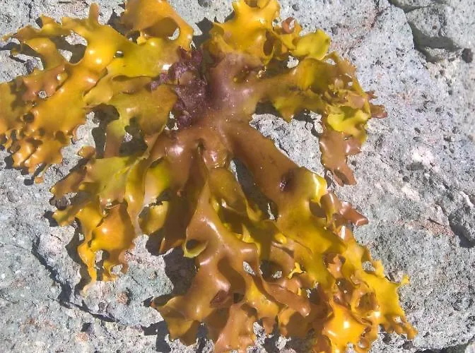 Arcamyrtus Landhaus *