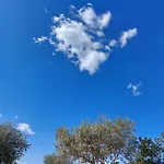 Arcamyrtus * Αλγκέρο