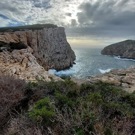 Arcamyrtus Landsted *