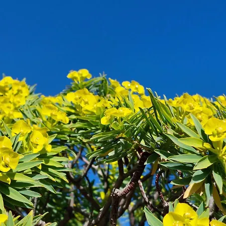 Lantställe Arcamyrtus Alghero