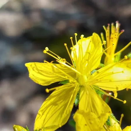 Arcamyrtus Hétvégi ház