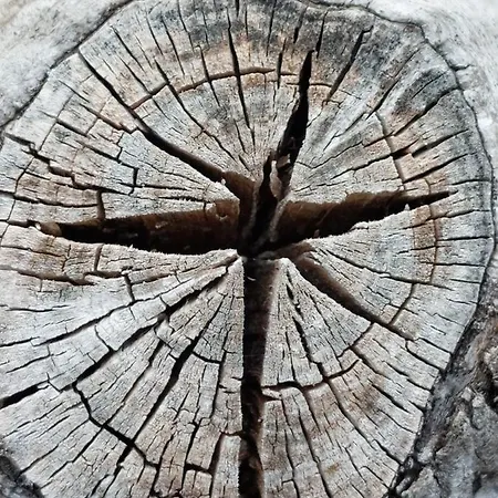 Arcamyrtus * Alghero