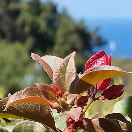 Landsted Arcamyrtus Alghero