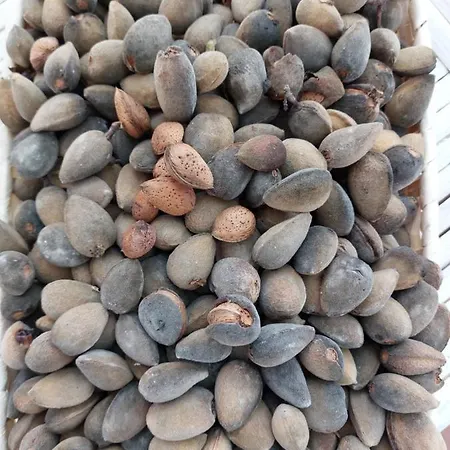 Arcamyrtus Landsted Alghero