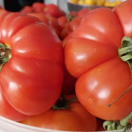 Arcamyrtus Landsted *