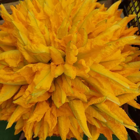 Landsted Arcamyrtus *