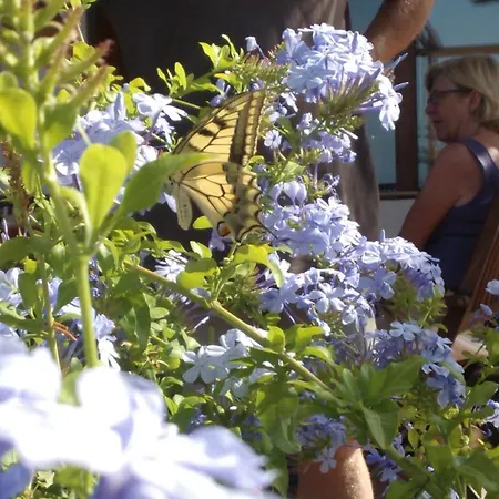 Arcamyrtus * Alghero