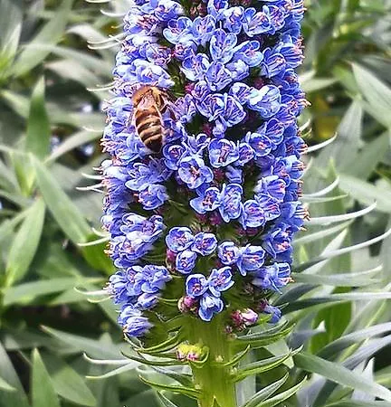 Hétvégi ház Arcamyrtus