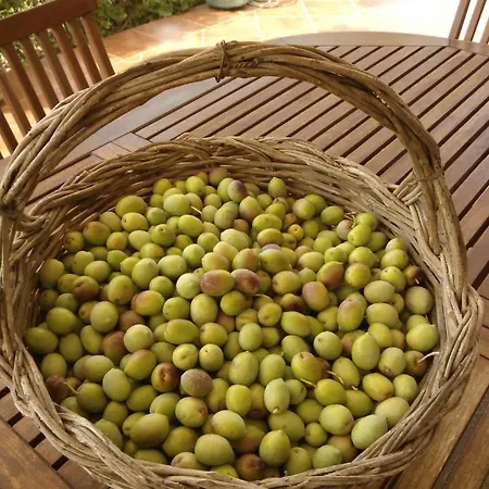 Landsted Arcamyrtus *