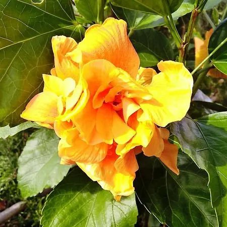 Arcamyrtus Landsted *