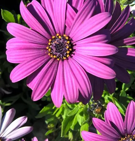 Arcamyrtus Landsted *