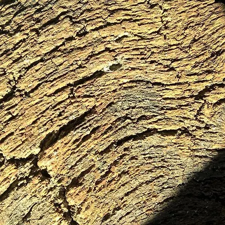 Landsted Arcamyrtus *