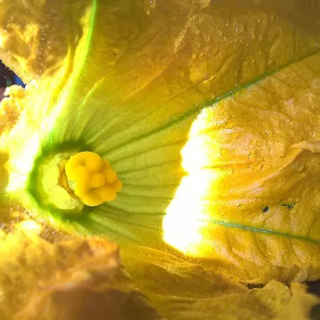 Landsted Arcamyrtus *