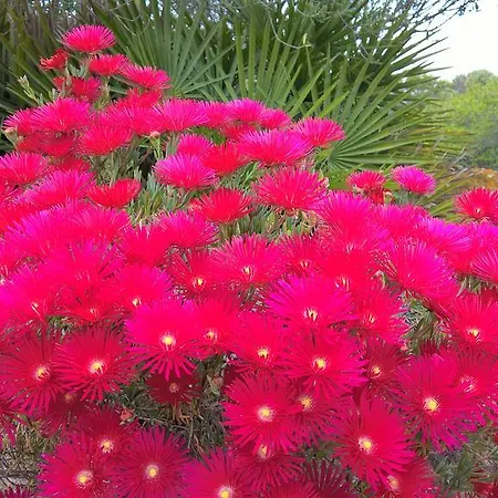 Arcamyrtus * Alghero