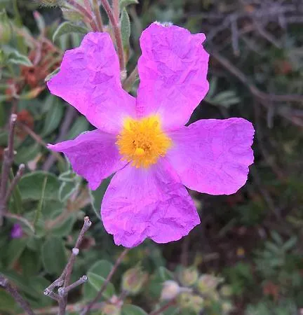 Landsted Arcamyrtus Alghero