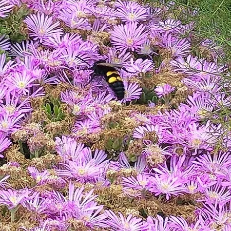 Landsted Arcamyrtus *