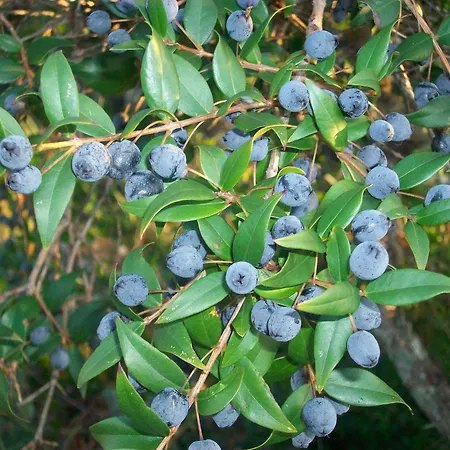 Arcamyrtus Landsted *