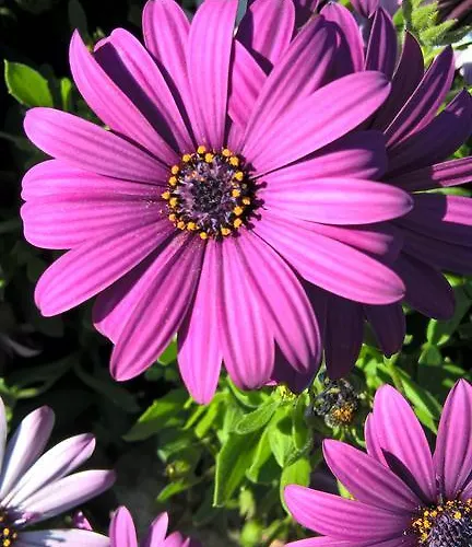 Arcamyrtus Venkovský dům *